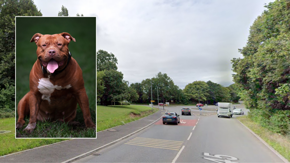 XL Bully/B4245 in Portskewett, near Caldicot.