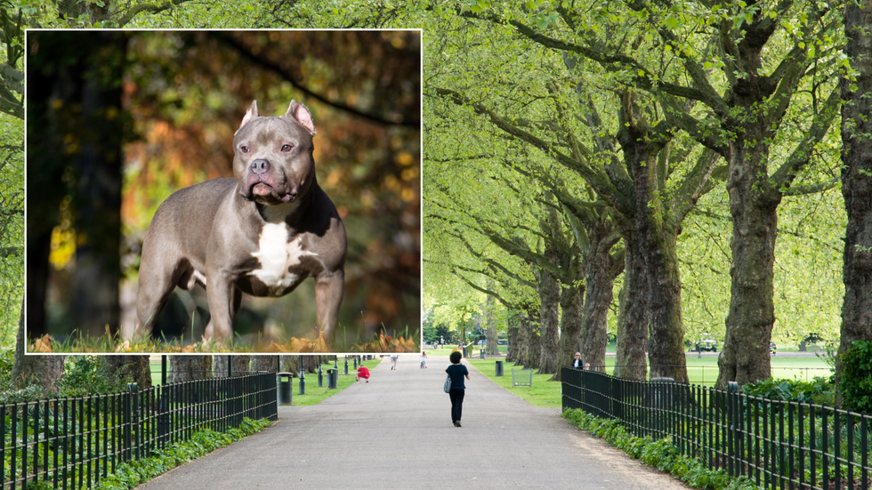 XL Bully/Battersea Park