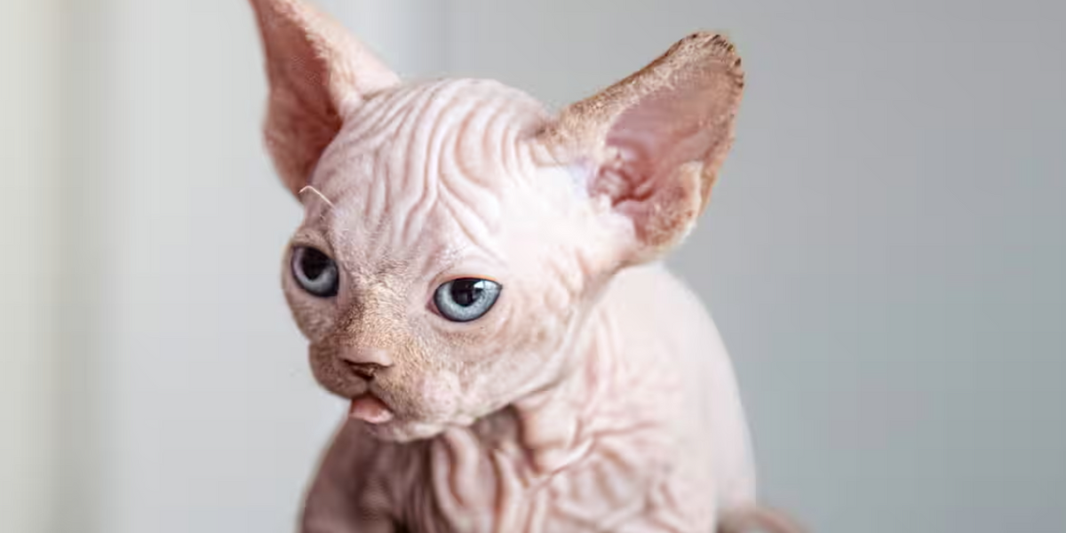 NextImg:Warning issued over mutant XL Bully cats as pet owners told 'don't buy them!'