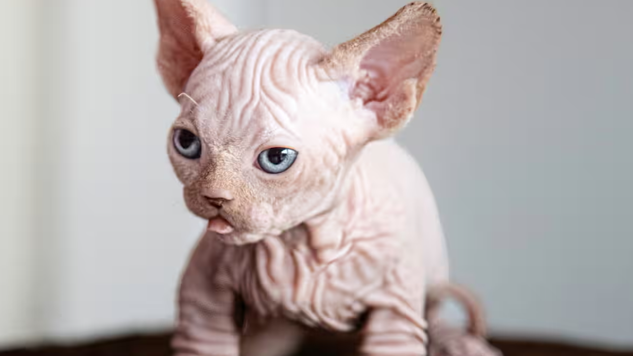 XL Bully cat