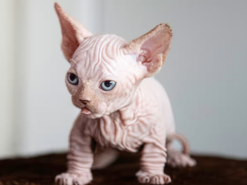 XL Bully cat