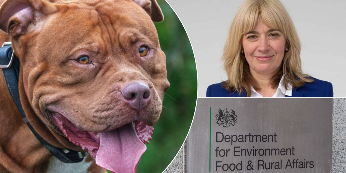 NextImg:XL Bully dog owners warned they have just one month to comply with new rules or pet will be seized