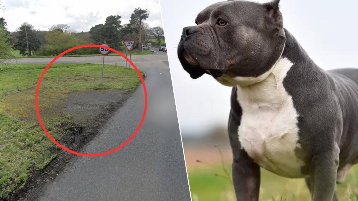 XL Bully dog/A614 and Oaks Lane junction