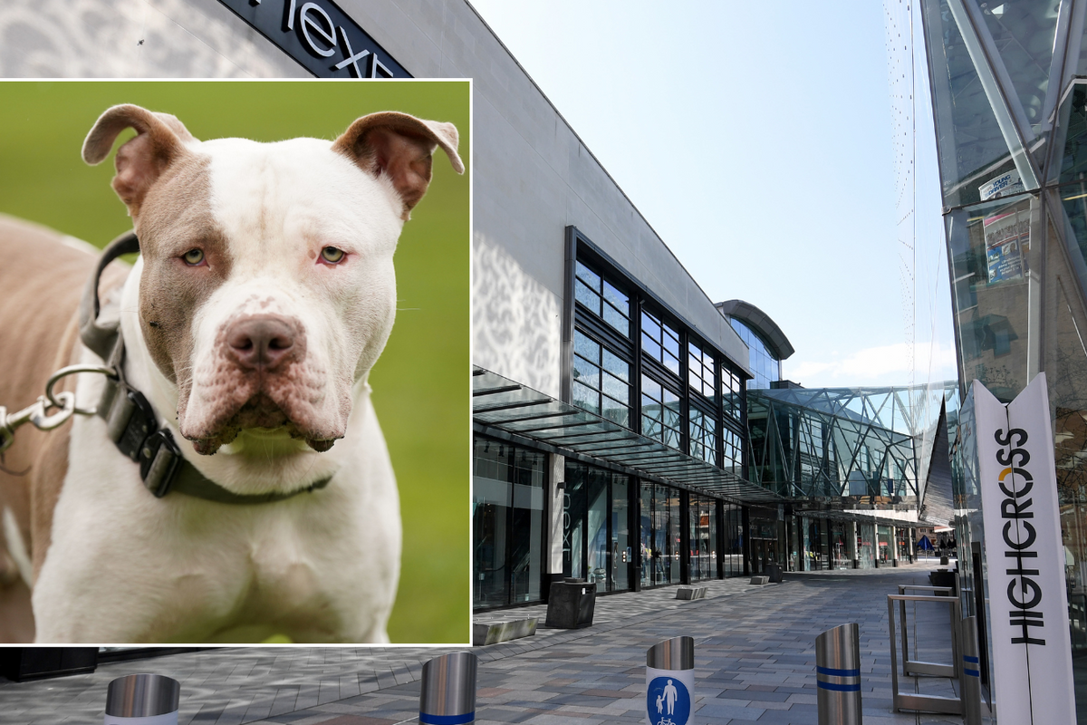XL Bully dog/Highcross shopping centre