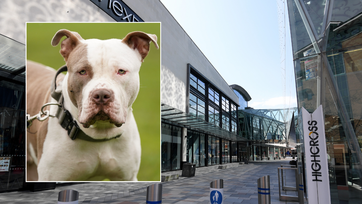 XL Bully dog/Highcross shopping centre