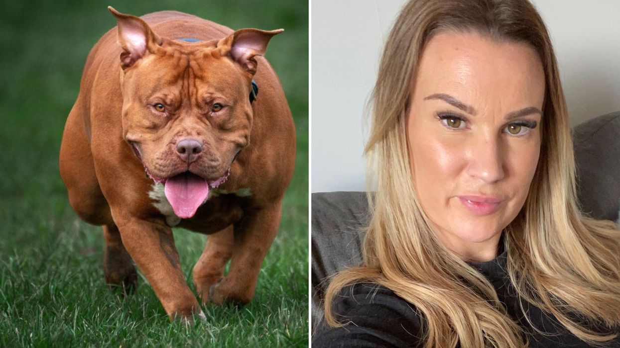 XL bully dog/Victoria Hewitt