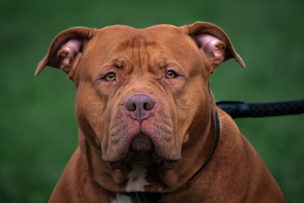 XL Bully dog