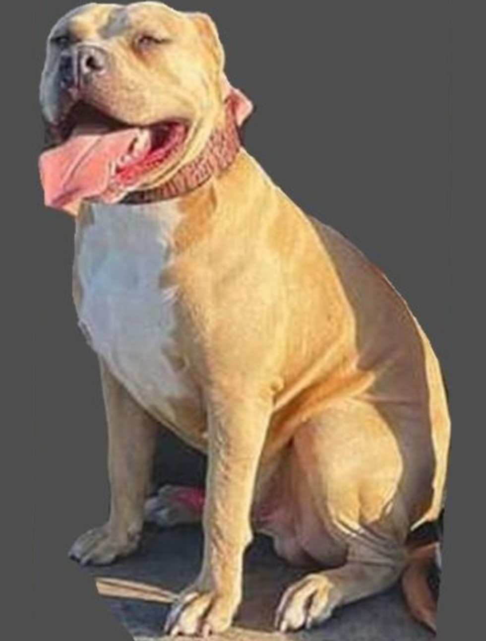 XL Bully dog