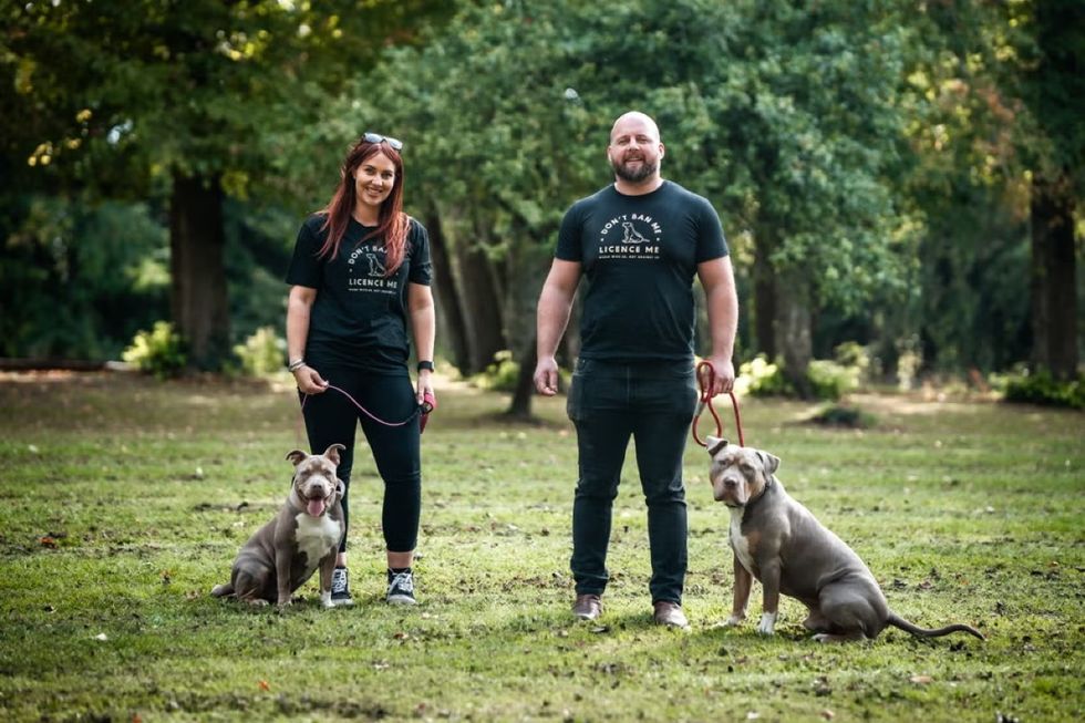 XL Bully dogs and owners