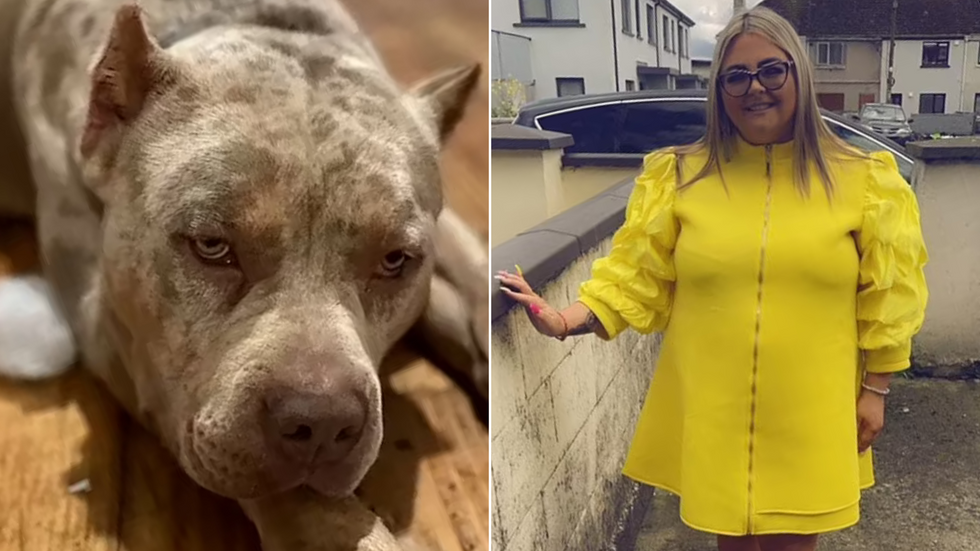 XL Bully/Nicole Morley