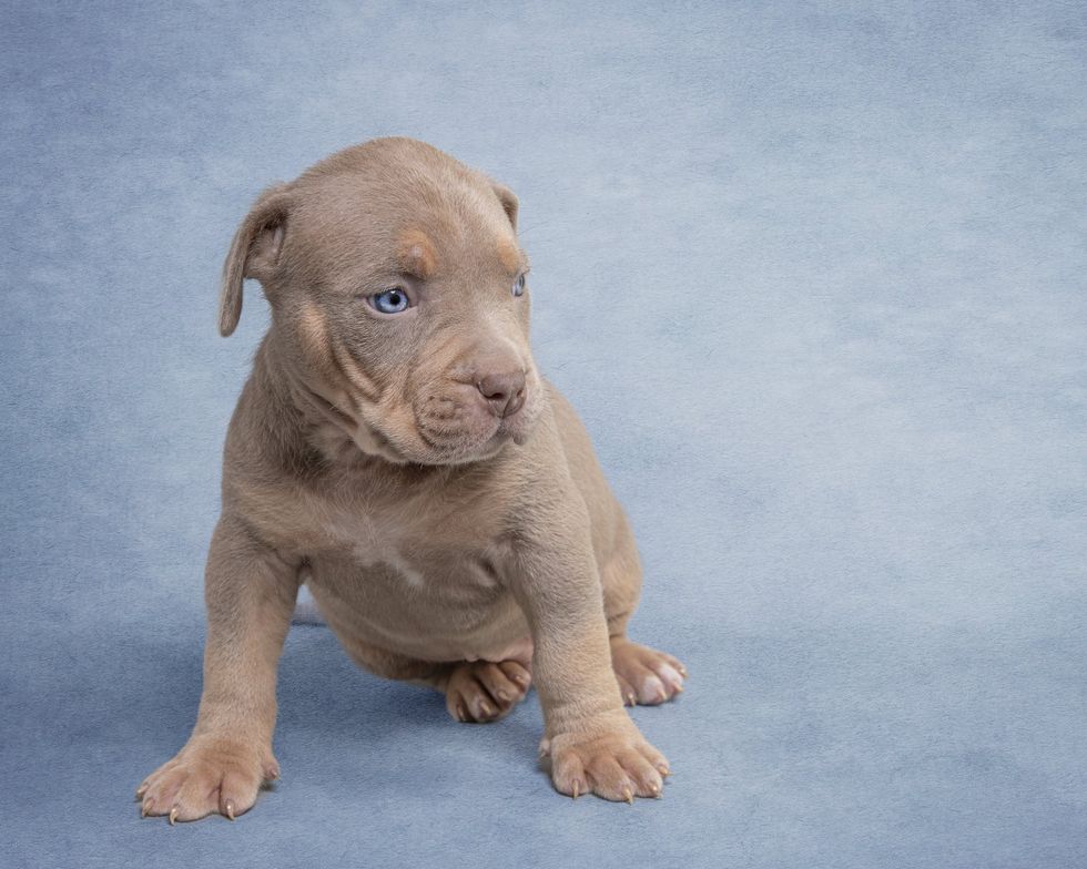 Filhote de valentão XL