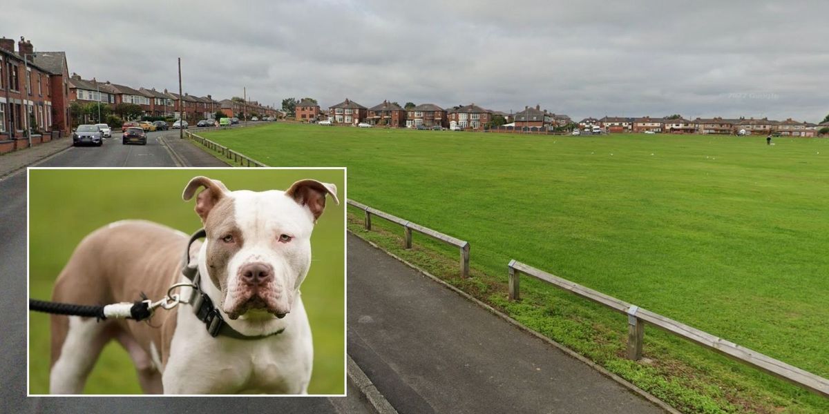 NextImg:XL Bully dog left girl 'bleeding like a tap' after vicious attack
