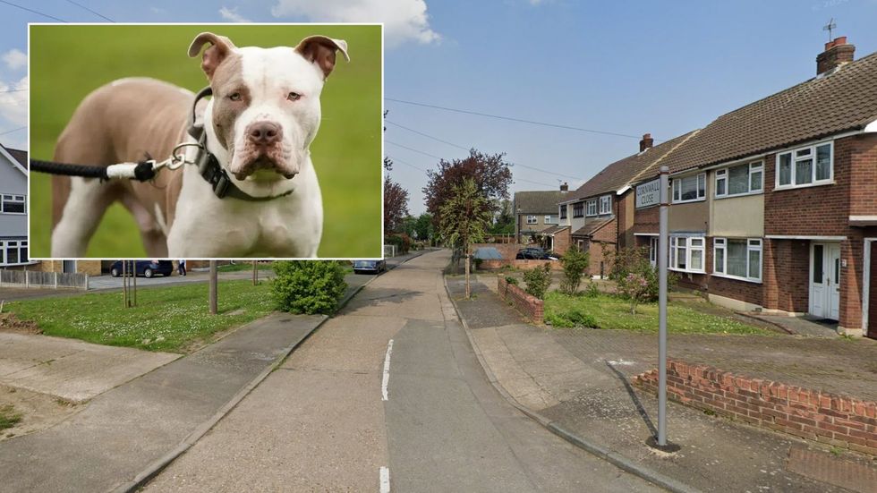 Xl bully (stock pic), Cornwall Close