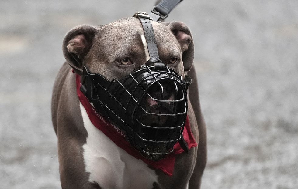 XL bully (stock pic)