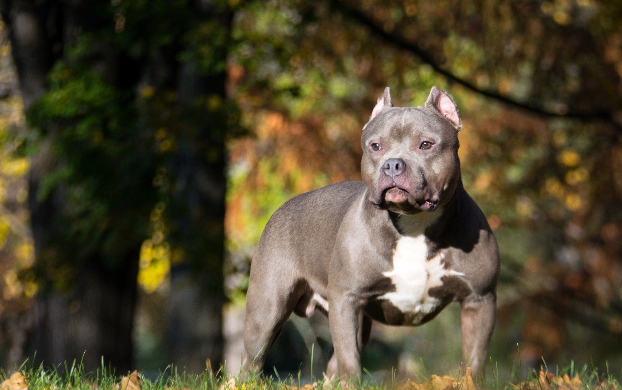 XL bully