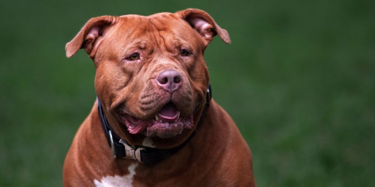 Children under 12 to be banned from being left alone with dangerous dogs in latest clampdown