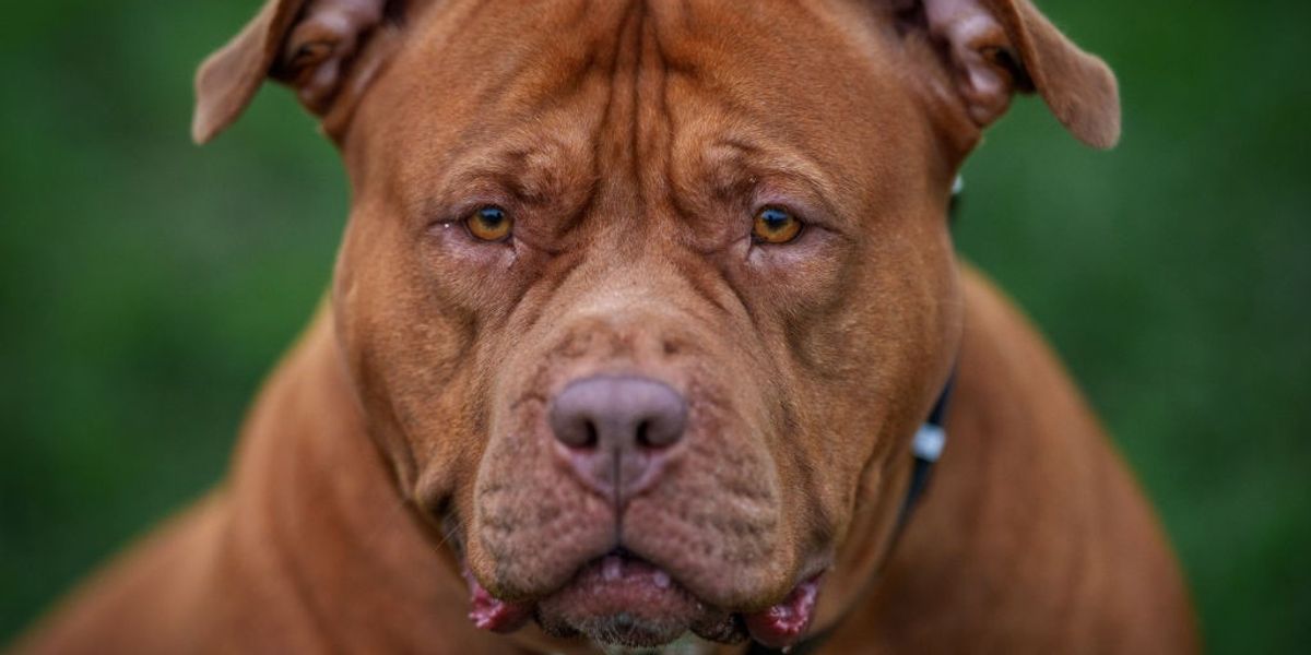 NextImg:XL Bully attack leaves woman with 'serious upper limb wound' as she's rushed to hospital