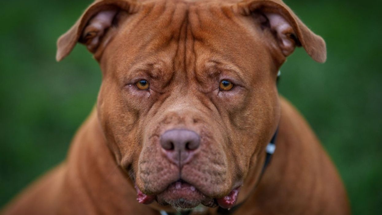 XL Bully