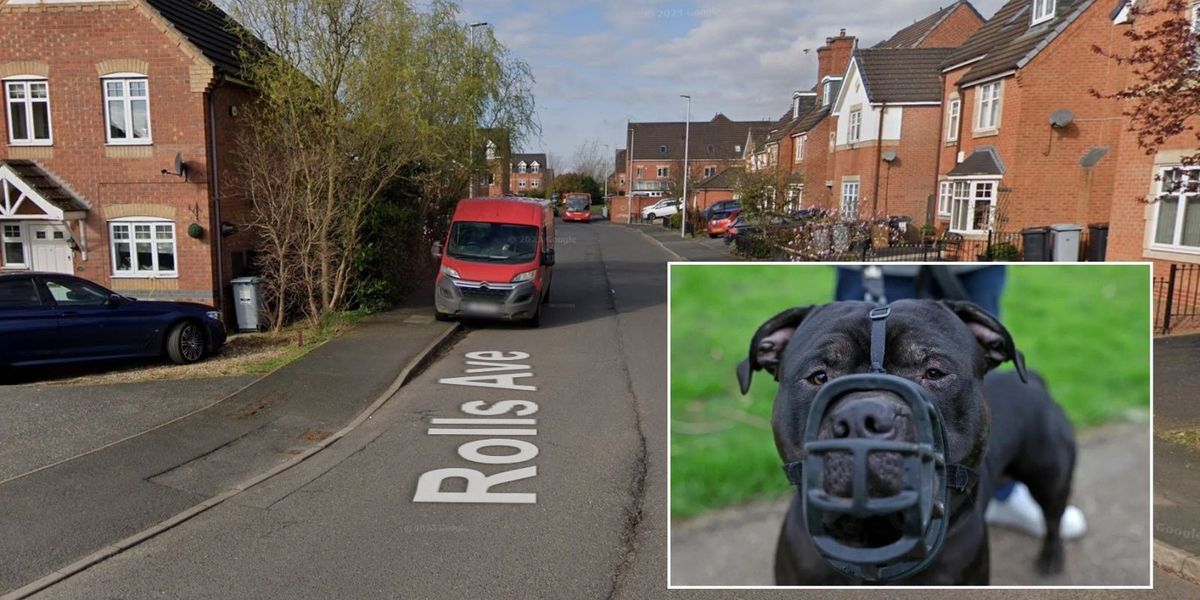 NextImg:XL Bully dog attack leaves teenager hospitalised as vicious assaults from breed continue