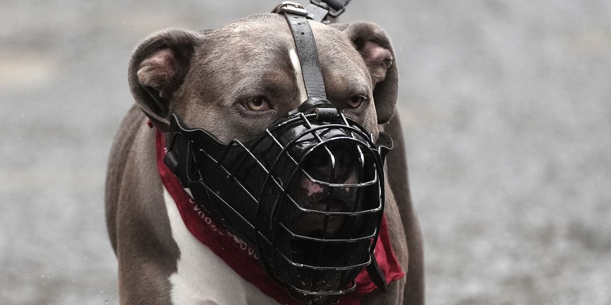 ‘Brave’ members of the public secure banned dog breed and French Bulldog after vicious attack on six members of the public ‘Brave’ members of the public secure banned dog breed and French Bulldog after vicious attack on six members of the public