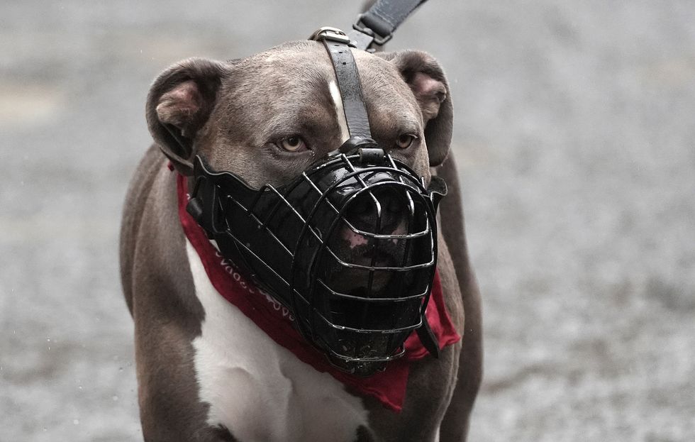 XL Bully
