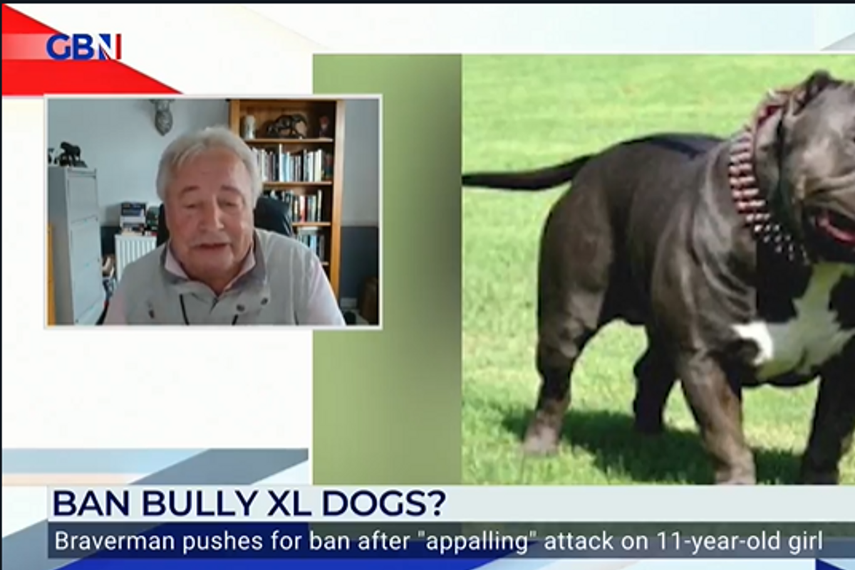 What is an American bully XL and why are they being banned? - BBC News