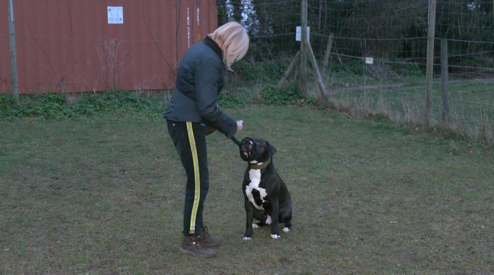 XL bully