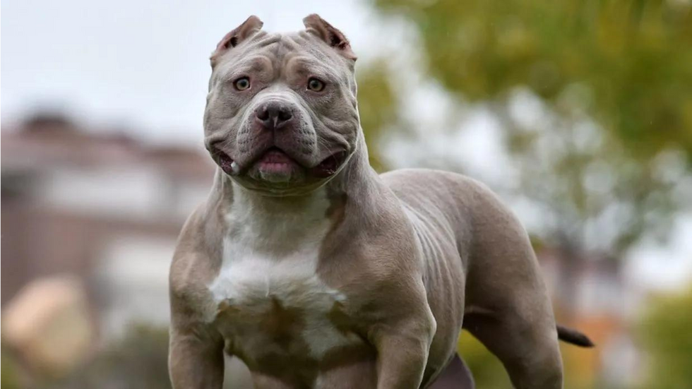 XL Bully