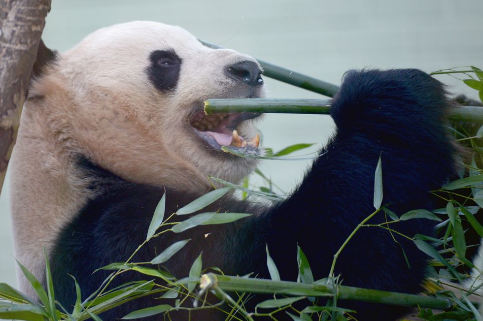 Yang Guang, the Giant Panda, eats bamboo in its enclosure at Edinburgh Zoo