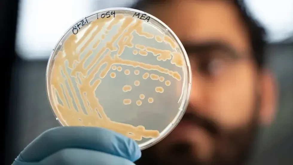 células de levedura cultivadas nos intestinos de Otz, o Homem de Gelo