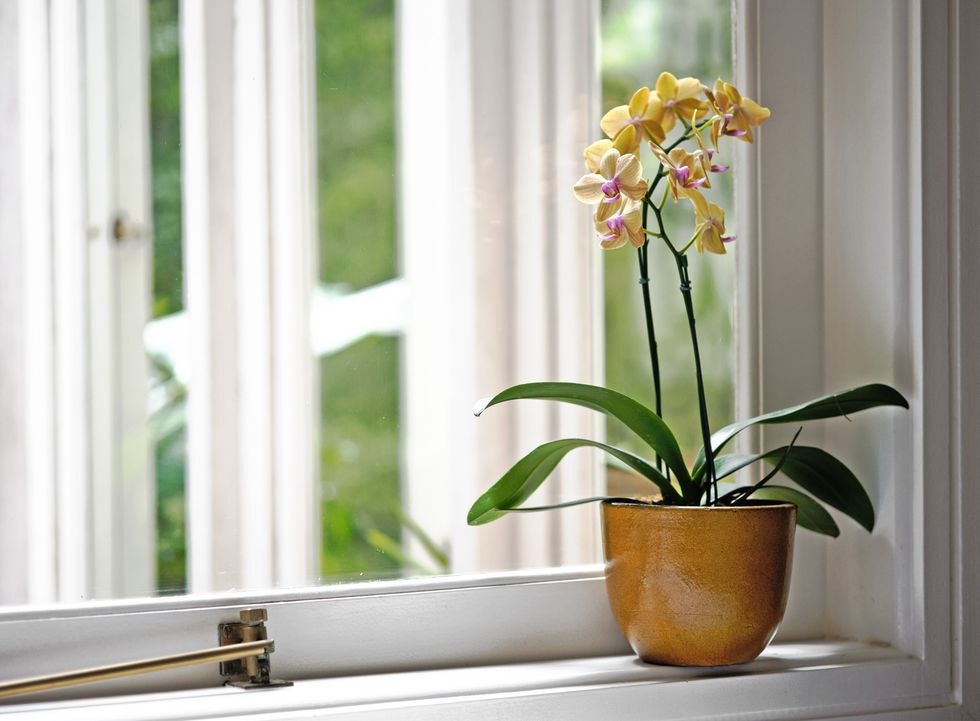 Yellow orchid in a plant pot on a window sill