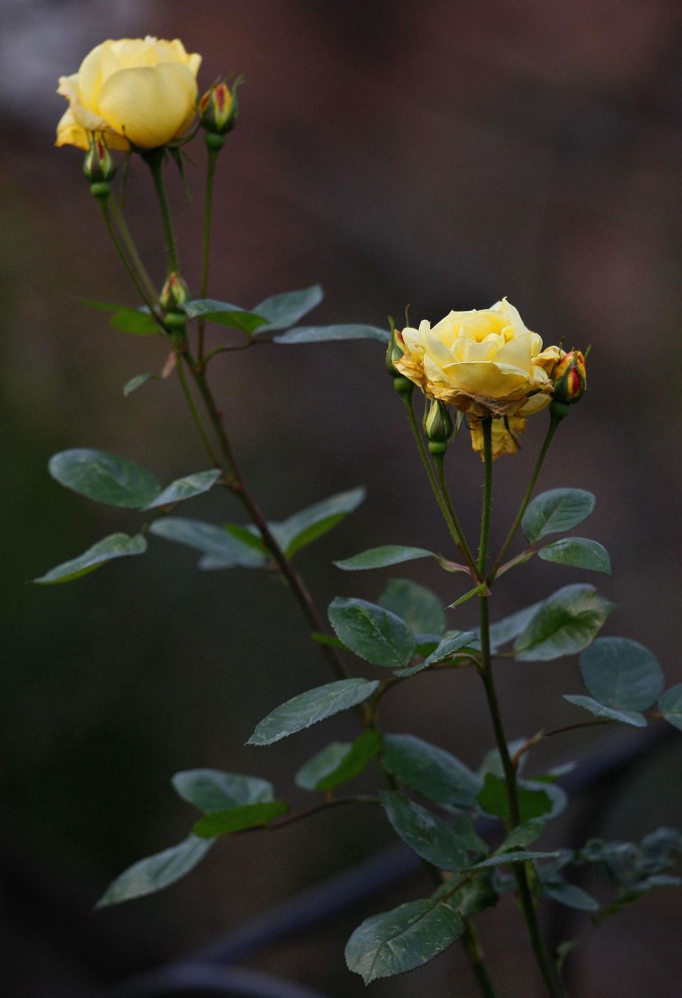 Yellow rose in garden