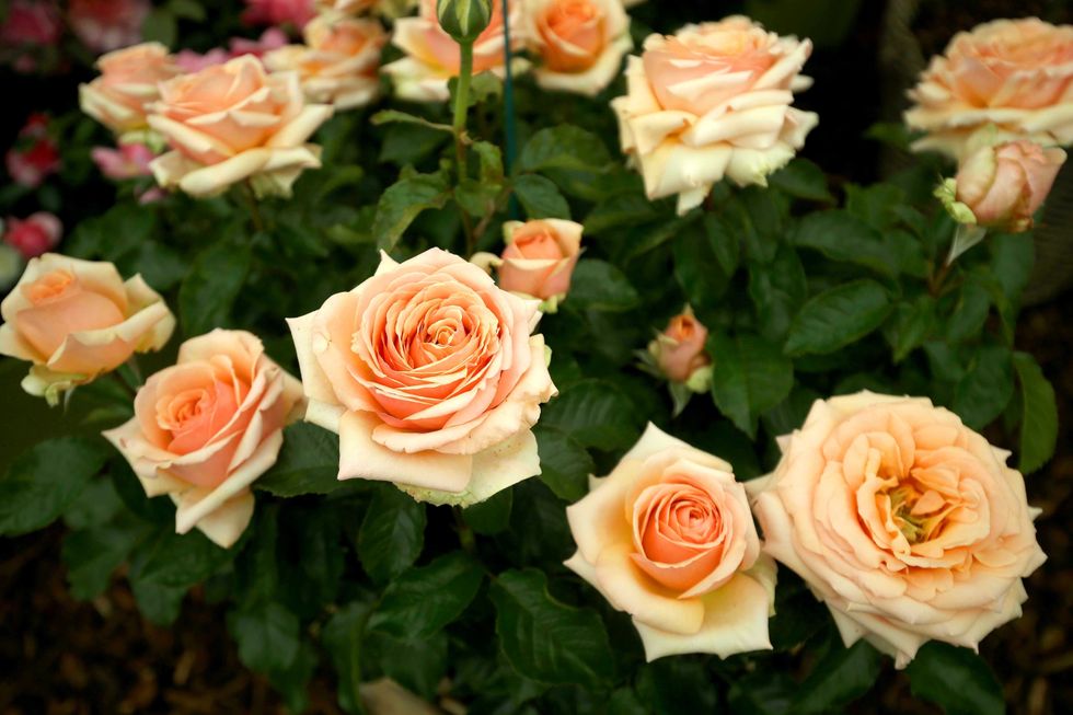 Yellow roses in garden
