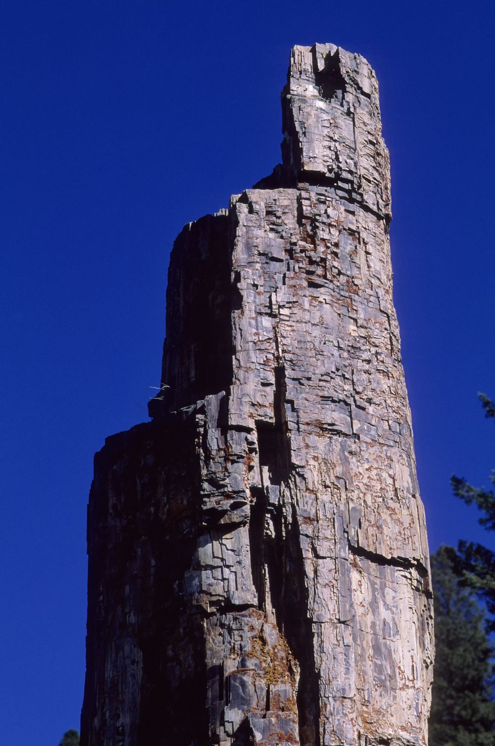 Yellowstone National Park petrified trees