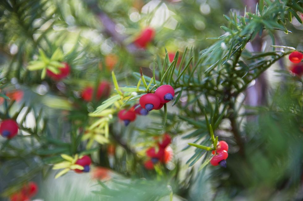 Yew berries