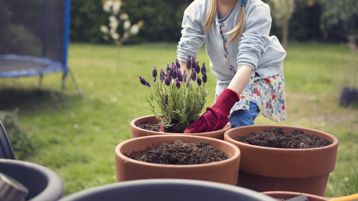 Young girl planting lavender into terracotta plant
