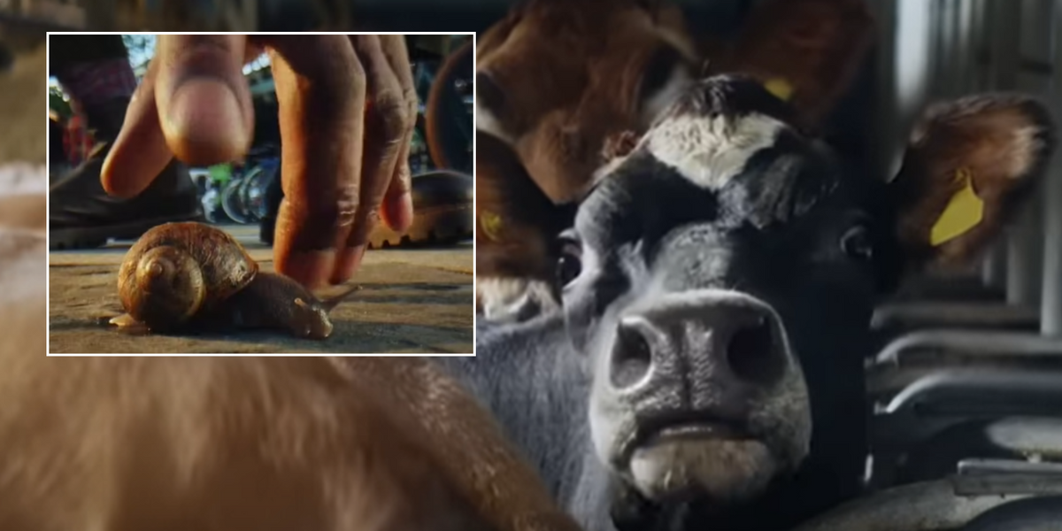 NextImg:RSPCA compares cow farming to stepping on a snail in video which has sparked fury online