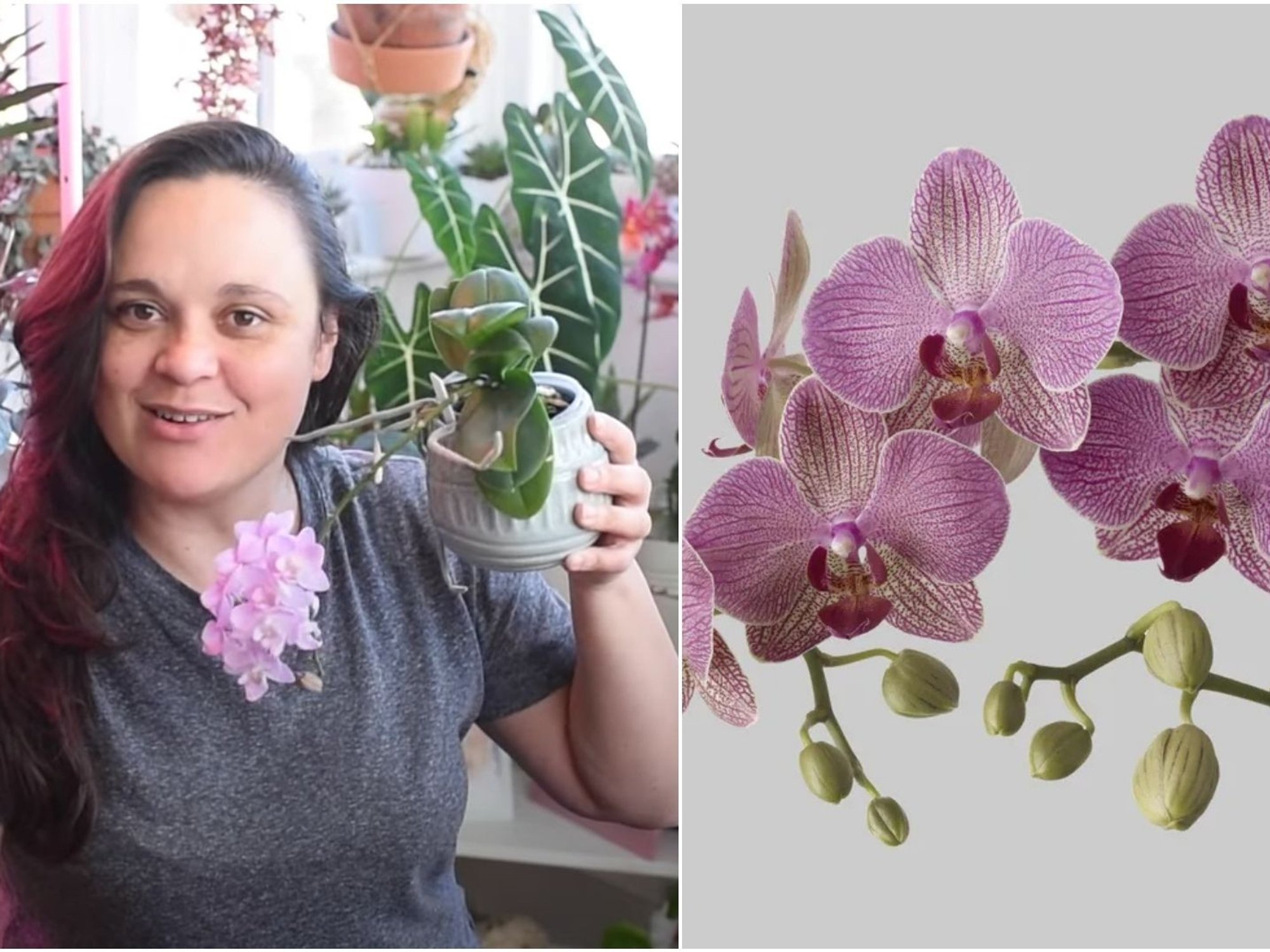 YouTuber explains roots and flower spikes on orchids