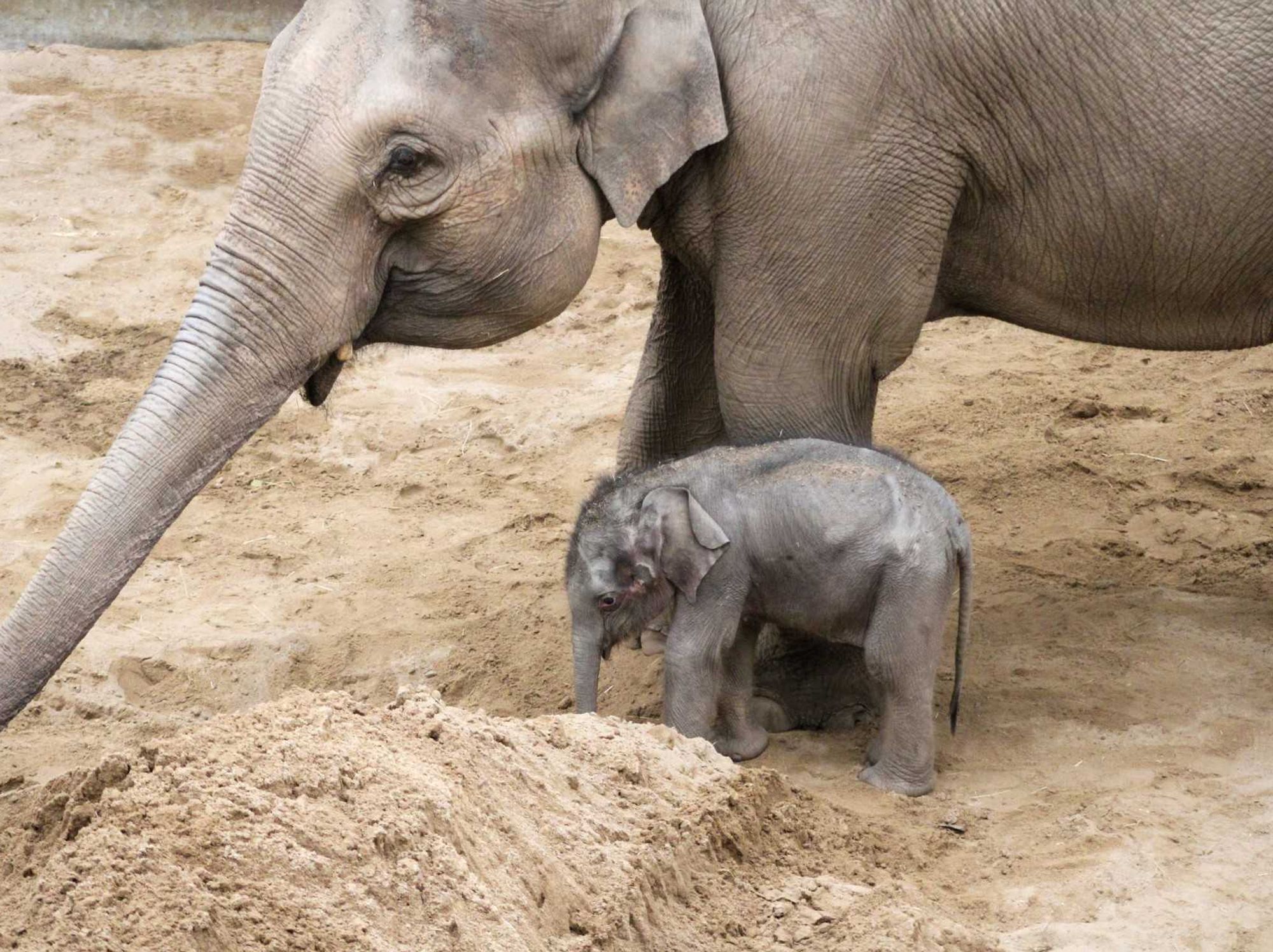Zaiya was born in the Lancashire Zoo