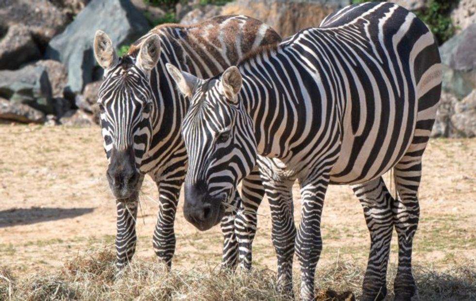 Zebras